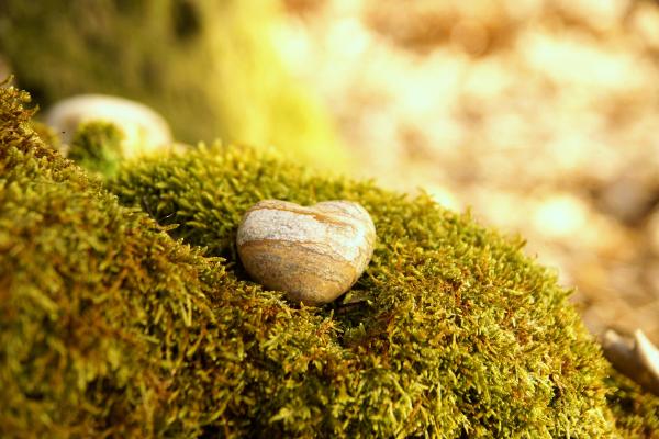 Hoe werkt een natuurbegrafenis en waarom kiezen mensen hiervoor?